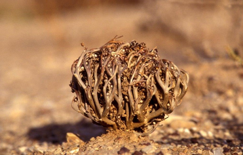 Wanneer moet je Bloem van Maryam gebruiken?